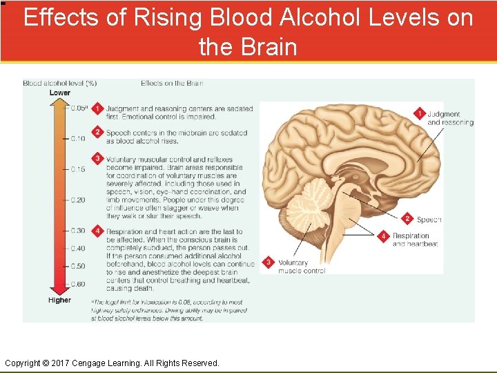 Effects of Rising Blood Alcohol Levels on the Brain Copyright © 2017 Cengage Learning.