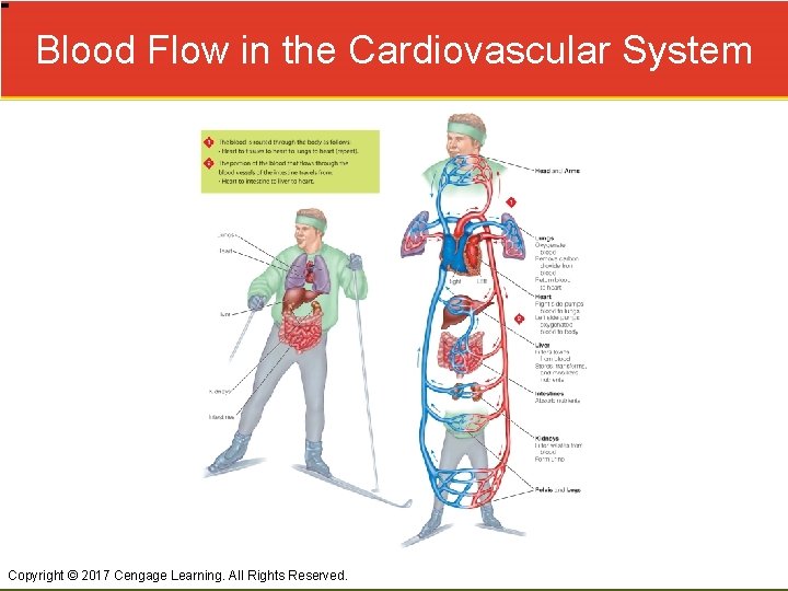 Blood Flow in the Cardiovascular System Copyright © 2017 Cengage Learning. All Rights Reserved.