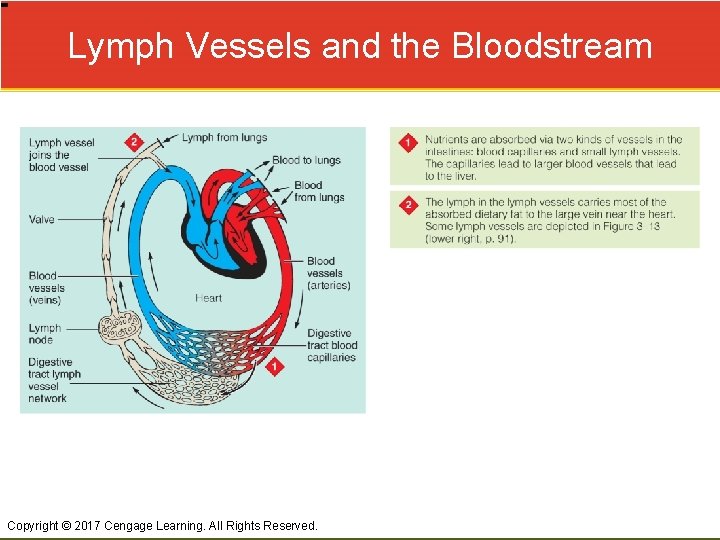 Lymph Vessels and the Bloodstream Copyright © 2017 Cengage Learning. All Rights Reserved. 