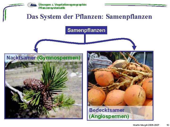 Übungen z. Vegetationsgeographie: Pflanzensystematik Das System der Pflanzen: Samenpflanzen Nacktsamer (Gymnospermen) Bedecktsamer (Angiospermen) Martin
