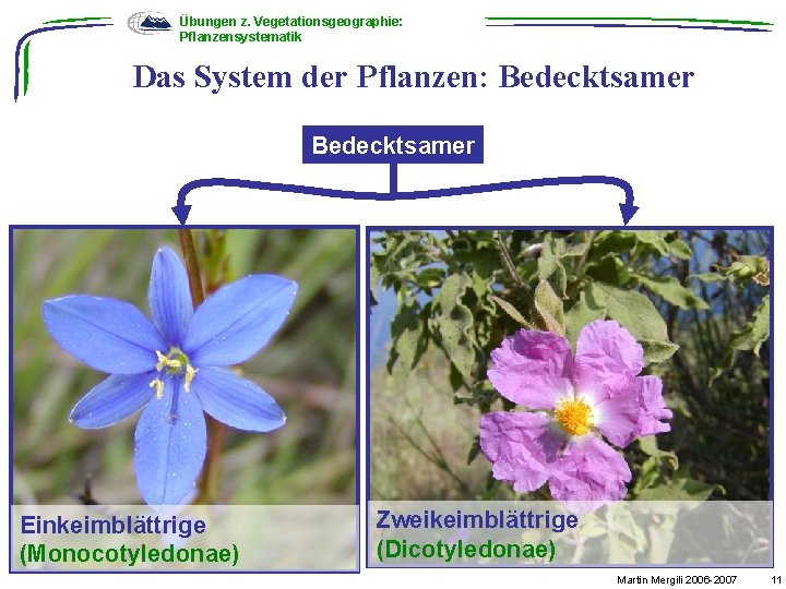 Übungen z. Vegetationsgeographie: Pflanzensystematik Das System der Pflanzen: Bedecktsamer Einkeimblättrige (Monocotyledonae) Zweikeimblättrige (Dicotyledonae) Martin