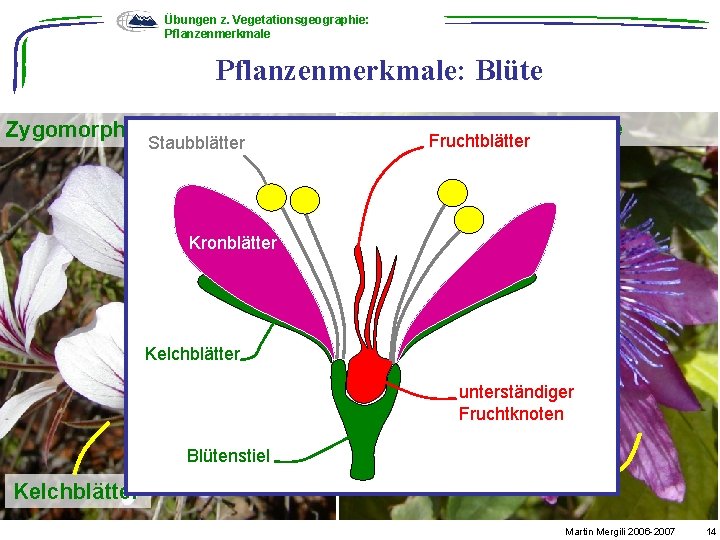 Übungen z. Vegetationsgeographie: Pflanzenmerkmale: Blüte Zygomorphe Blüte Staubblätter Kronblätter Radiärsymmetrische Blüte Fruchtblätter Kelchblätter unterständiger