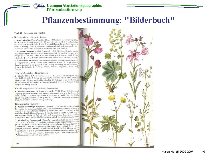 Übungen Vegetationsgeographie: Pflanzenbestimmung: "Bilderbuch" Martin Mergili 2006 -2007 15 