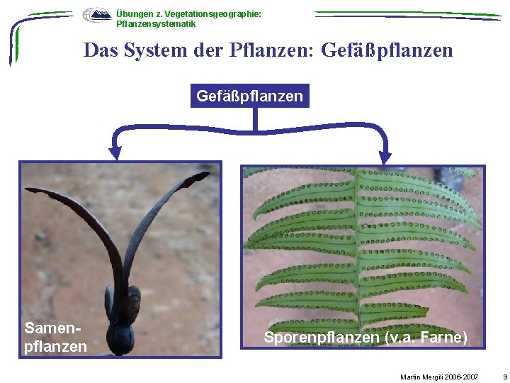 Übungen z. Vegetationsgeographie: Pflanzensystematik Das System der Pflanzen: Gefäßpflanzen Samenpflanzen Sporenpflanzen (v. a. Farne)