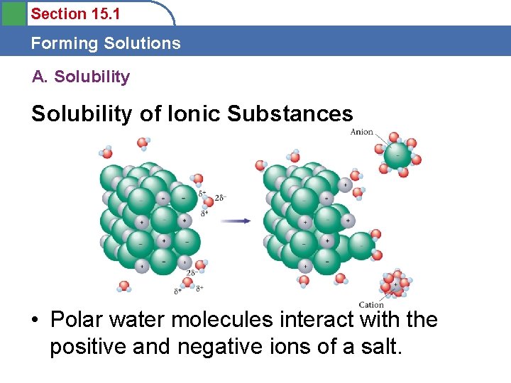 Section 15. 1 Forming Solutions A. Solubility of Ionic Substances • Polar water molecules