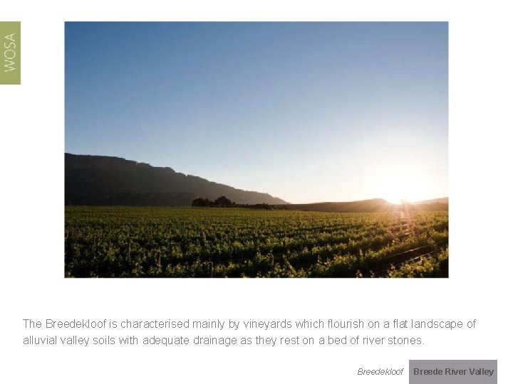 The Breedekloof is characterised mainly by vineyards which flourish on a flat landscape of