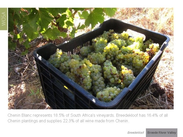 Chenin Blanc represents 18. 5% of South Africa’s vineyards. Breedekloof has 16. 4% of