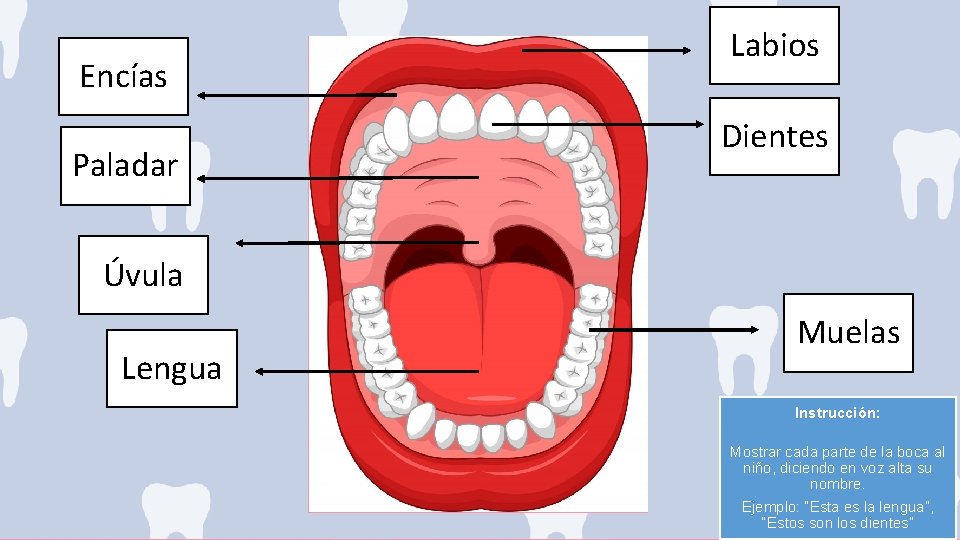 Encías Paladar Labios Dientes Úvula Lengua Muelas Instrucción: Mostrar cada parte de la boca