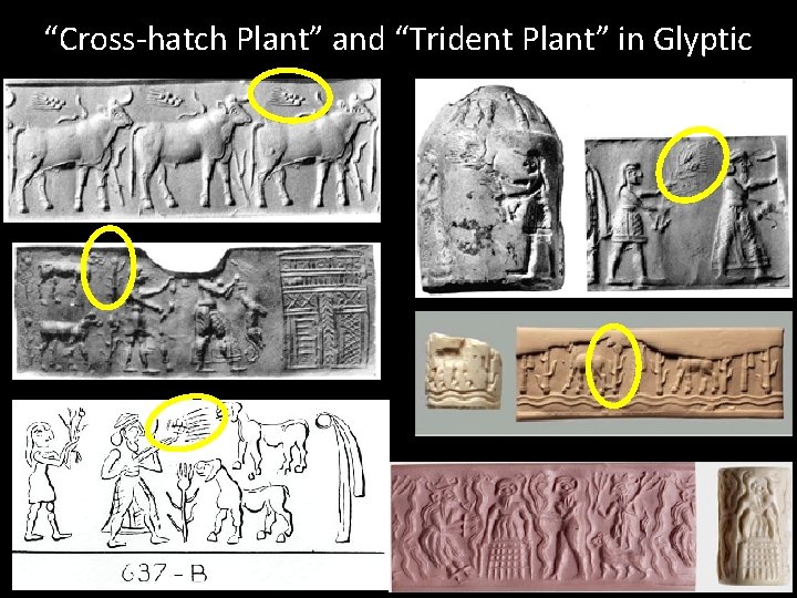 “Cross-hatch Plant” and “Trident Plant” in Glyptic 