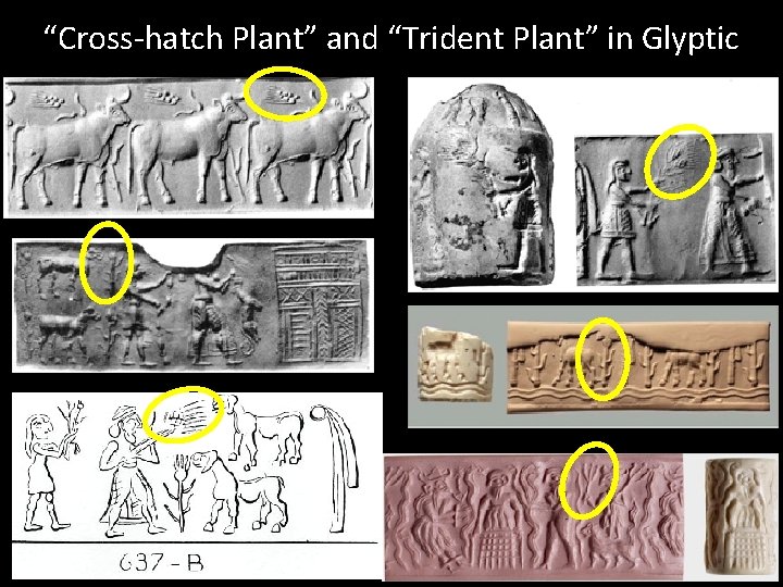 “Cross-hatch Plant” and “Trident Plant” in Glyptic 
