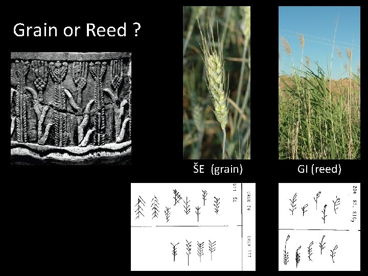 Grain or Reed ? ŠE (grain) GI (reed) 