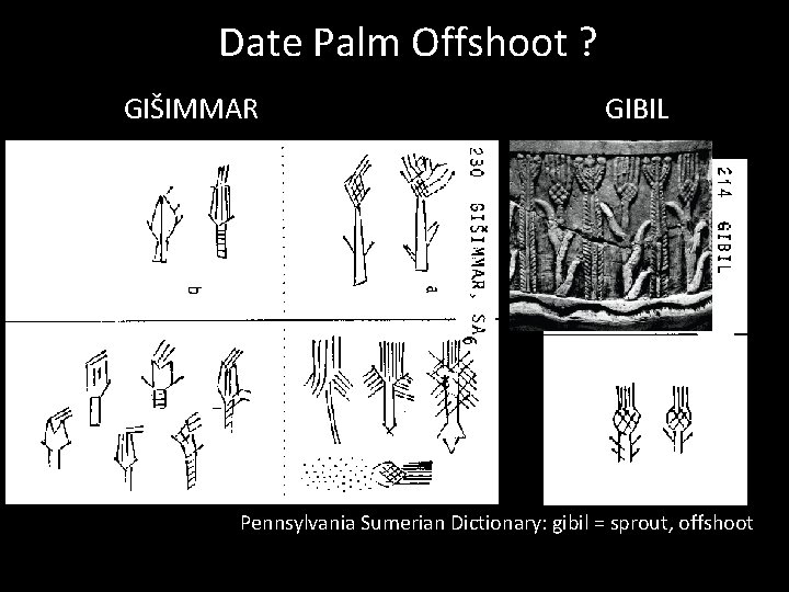 Date Palm Offshoot ? GIŠIMMAR GIBIL Pennsylvania Sumerian Dictionary: gibil = sprout, offshoot 