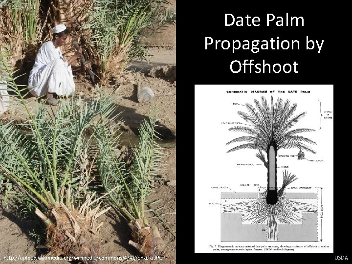 Date Palm Propagation by Offshoot http: //upload. wikimedia. org/wikipedia/commons/4/41/Shatla. JPG USDA 