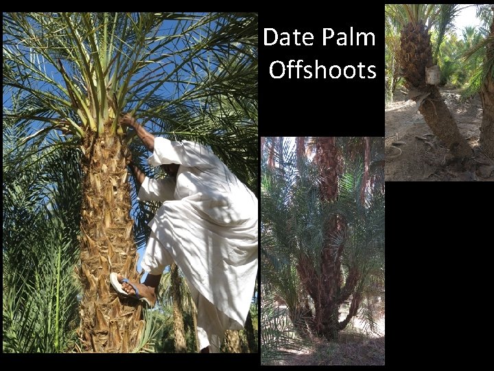 Date Palm Offshoots 
