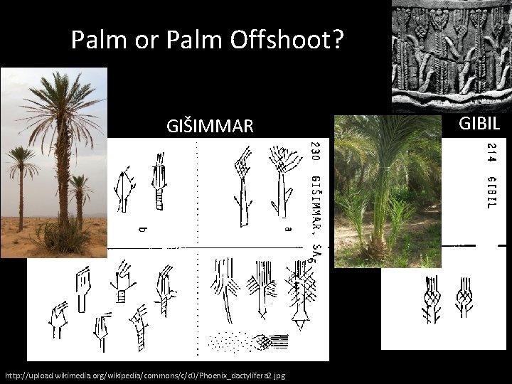 Palm or Palm Offshoot? GIŠIMMAR http: //upload. wikimedia. org/wikipedia/commons/c/c 0/Phoenix_dactylifera 2. jpg GIBIL 