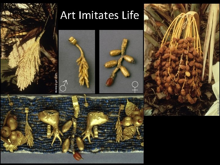 Art Imitates Life Univ. of Arizona ♂ ♀ Univ. of Arizona 