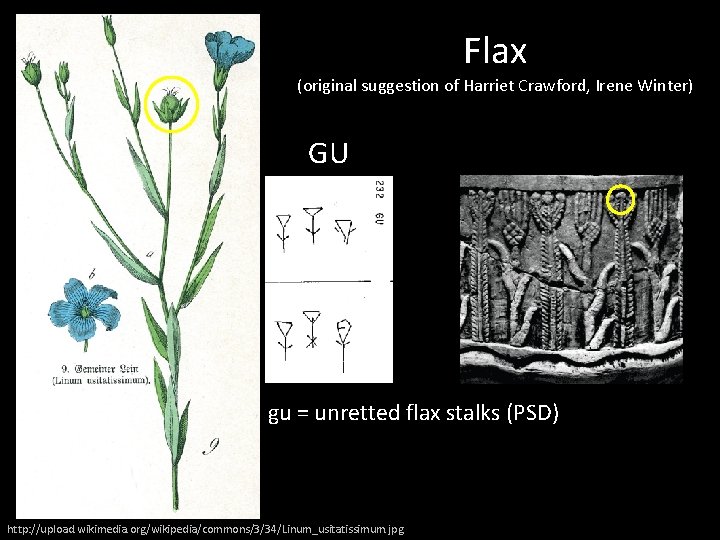 Flax (original suggestion of Harriet Crawford, Irene Winter) GU gu = unretted flax stalks