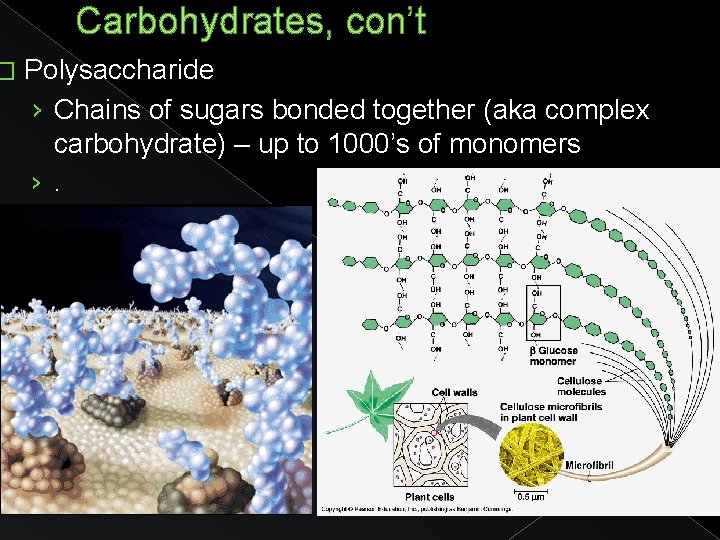 � Carbohydrates, con’t Polysaccharide › Chains of sugars bonded together (aka complex carbohydrate) –