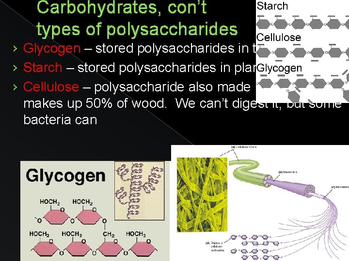 Carbohydrates, con’t types of polysaccharides › Glycogen – stored polysaccharides in the liver ›