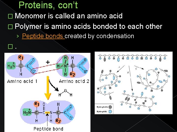 Proteins, con’t � Monomer is called an amino acid � Polymer is amino acids