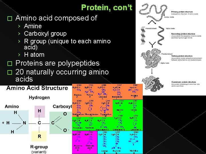 Protein, con’t � Amino acid composed of › Amine › Carboxyl group › R