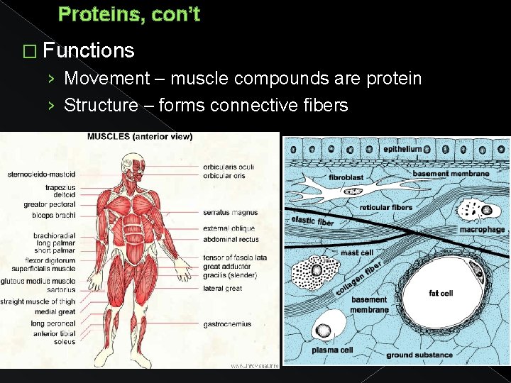 Proteins, con’t � Functions › Movement – muscle compounds are protein › Structure –