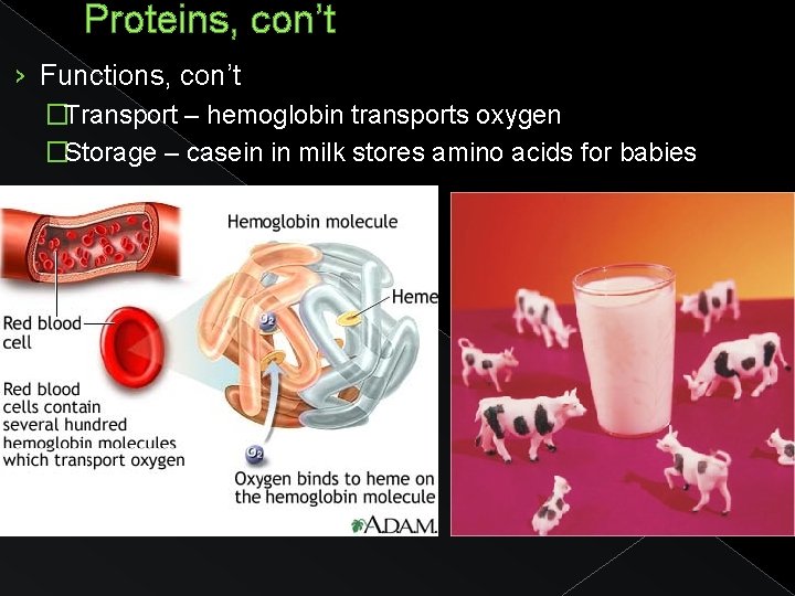 Proteins, con’t › Functions, con’t �Transport – hemoglobin transports oxygen �Storage – casein in