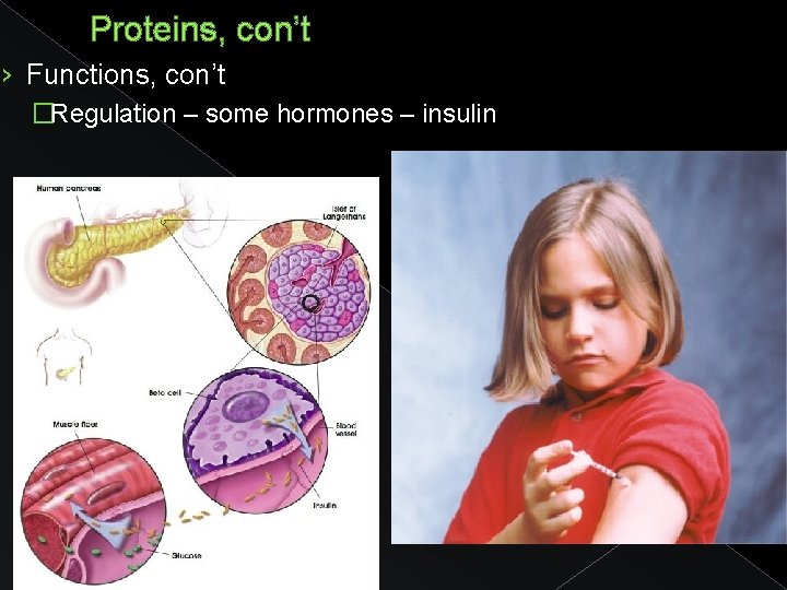 Proteins, con’t › Functions, con’t �Regulation – some hormones – insulin 