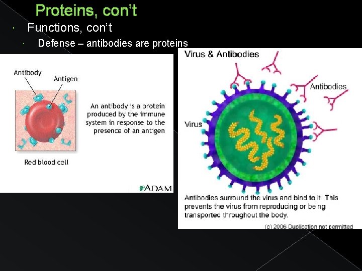 Proteins, con’t Functions, con’t Defense – antibodies are proteins 