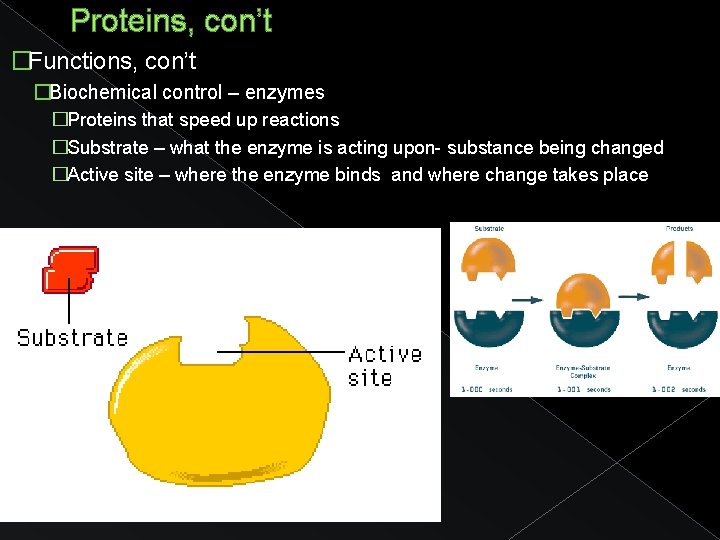 Proteins, con’t �Functions, con’t �Biochemical control – enzymes �Proteins that speed up reactions �Substrate