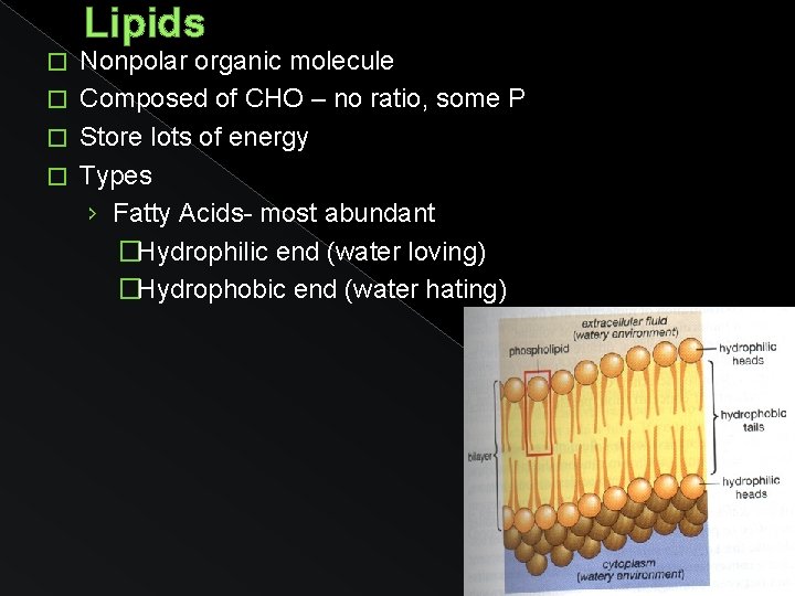 Lipids Nonpolar organic molecule � Composed of CHO – no ratio, some P �