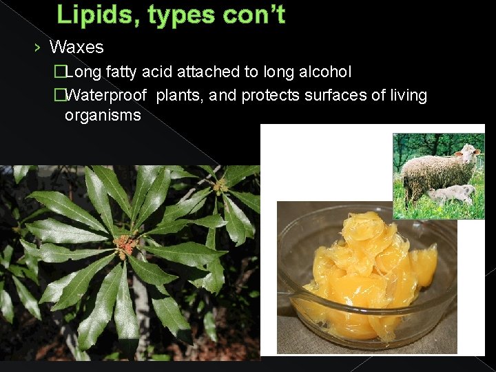 Lipids, types con’t › Waxes �Long fatty acid attached to long alcohol �Waterproof plants,
