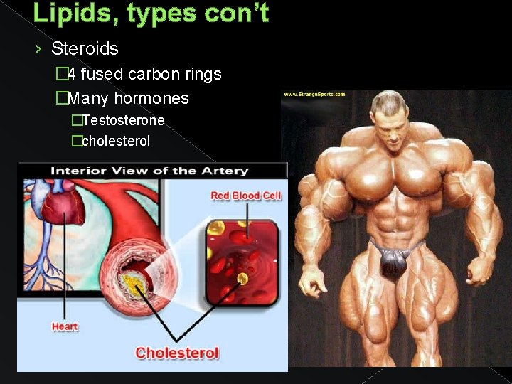 Lipids, types con’t › Steroids � 4 fused carbon rings �Many hormones �Testosterone �cholesterol
