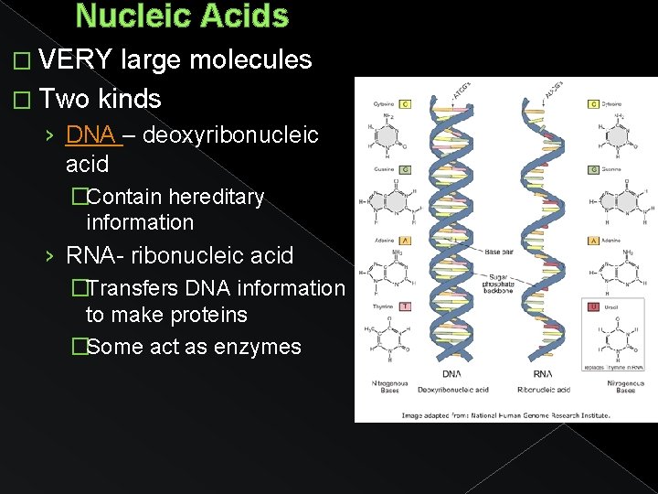 Nucleic Acids � VERY large molecules � Two kinds › DNA – deoxyribonucleic acid