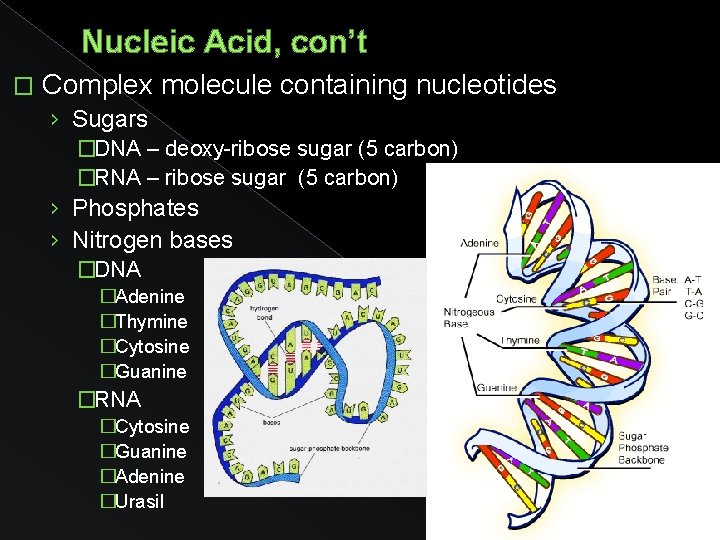 Nucleic Acid, con’t � Complex molecule containing nucleotides › Sugars �DNA – deoxy-ribose sugar