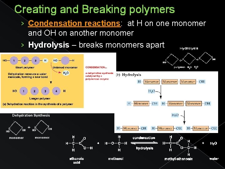 Creating and Breaking polymers › Condensation reactions: at H on one monomer and OH