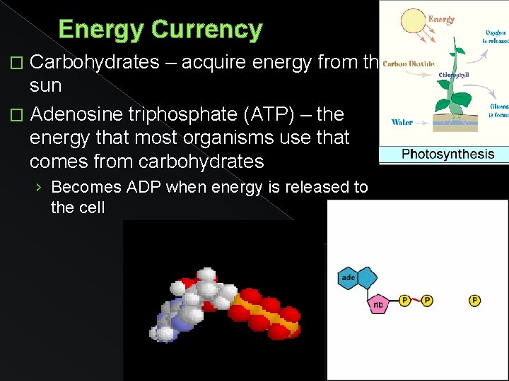 Energy Currency Carbohydrates – acquire energy from the sun � Adenosine triphosphate (ATP) –
