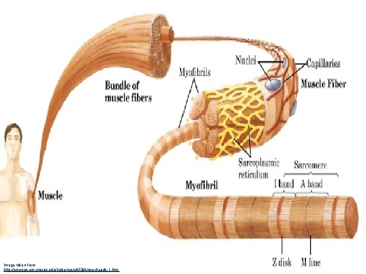 Image taken from http: //courses. cm. utexas. edu/jrobertus/ch 339 k/overheads-1. htm 