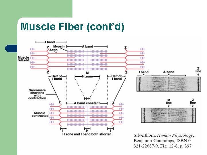 Muscle Fiber (cont’d) 