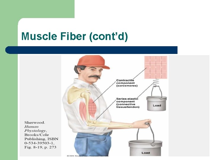 Muscle Fiber (cont’d) 