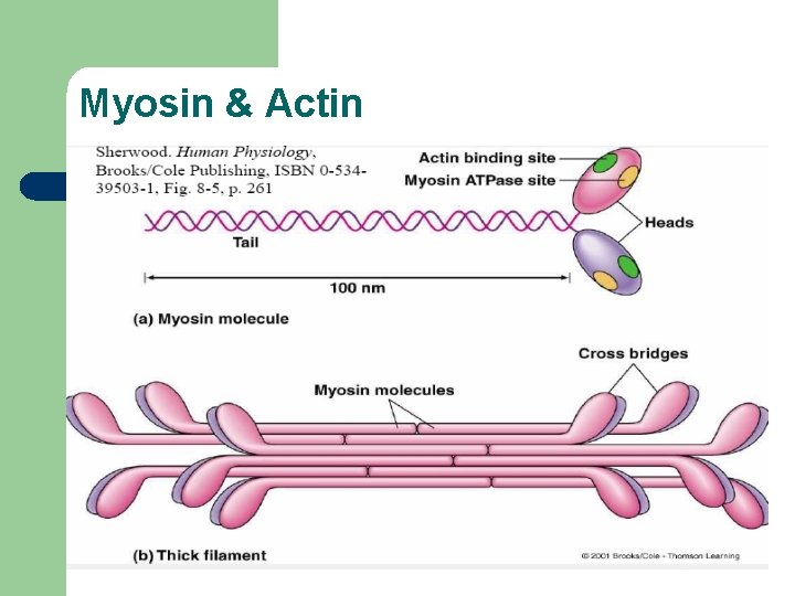 Myosin & Actin 