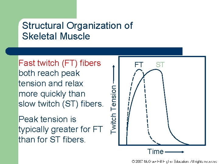 Structural Organization of Skeletal Muscle Peak tension is typically greater for FT than for