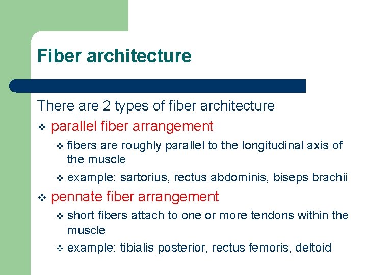 Fiber architecture There are 2 types of fiber architecture v parallel fiber arrangement fibers