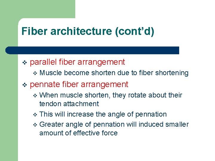 Fiber architecture (cont’d) v parallel fiber arrangement v v Muscle become shorten due to