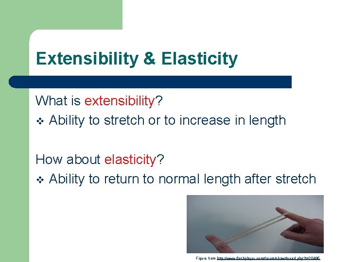 Extensibility & Elasticity What is extensibility? v Ability to stretch or to increase in