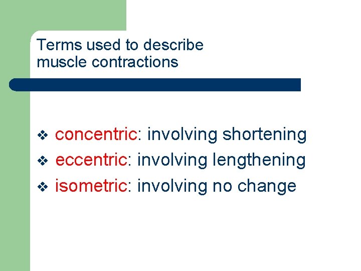 Terms used to describe muscle contractions v v v concentric: involving shortening eccentric: involving