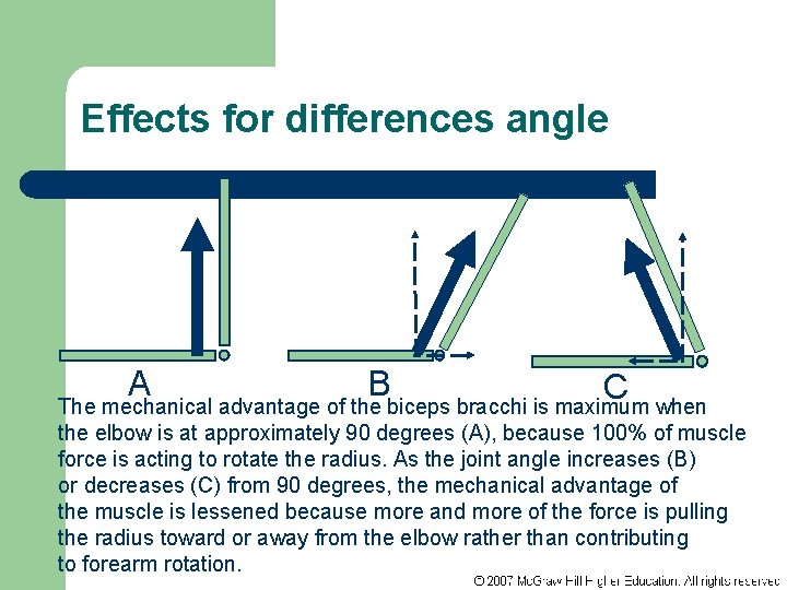 Effects for differences angle A B C The mechanical advantage of the biceps bracchi