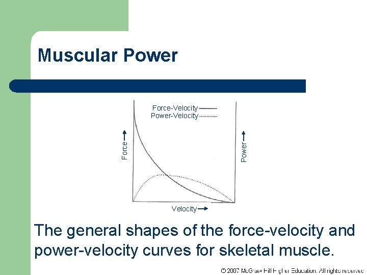 Muscular Power Force-Velocity Power-Velocity The general shapes of the force-velocity and power-velocity curves for