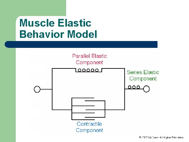 Muscle Elastic Behavior Model 