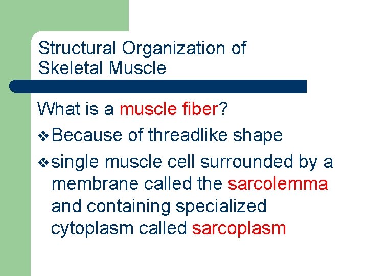 Structural Organization of Skeletal Muscle What is a muscle fiber? v Because of threadlike